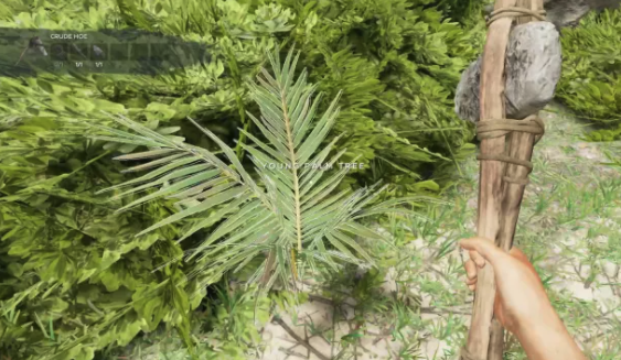 Le Yucca repousse 